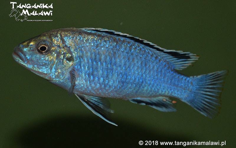 Labidochromis joanjohnsonae 'Likoma Island'